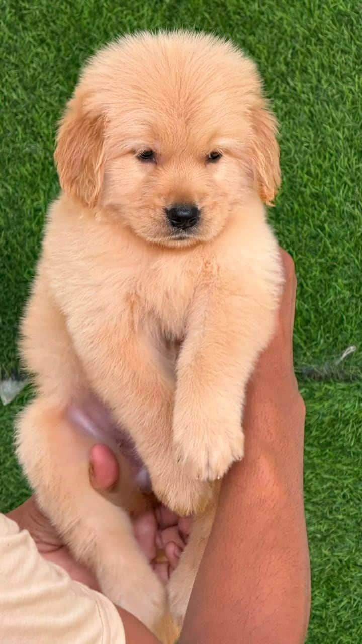 Champ Golden Retriever