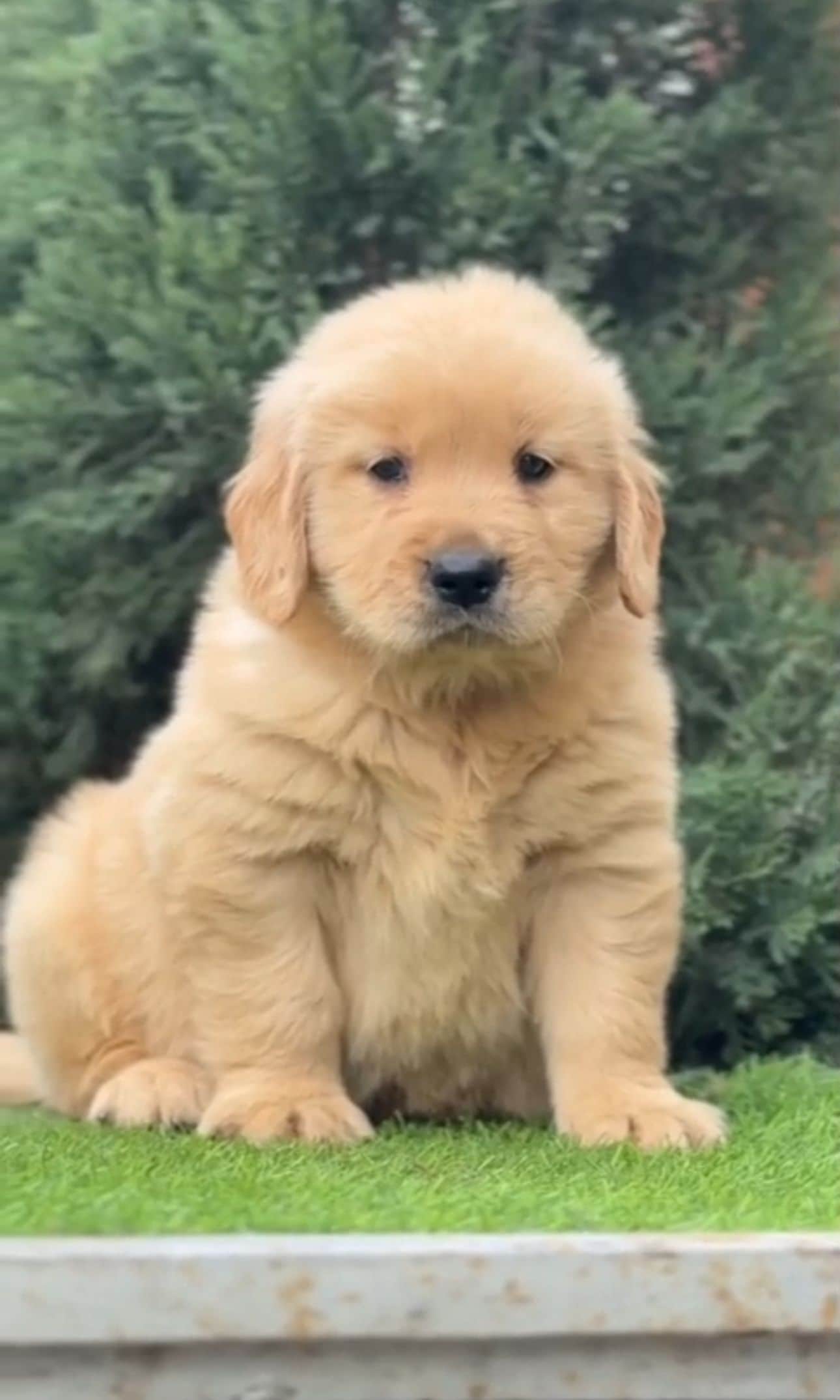 Pet