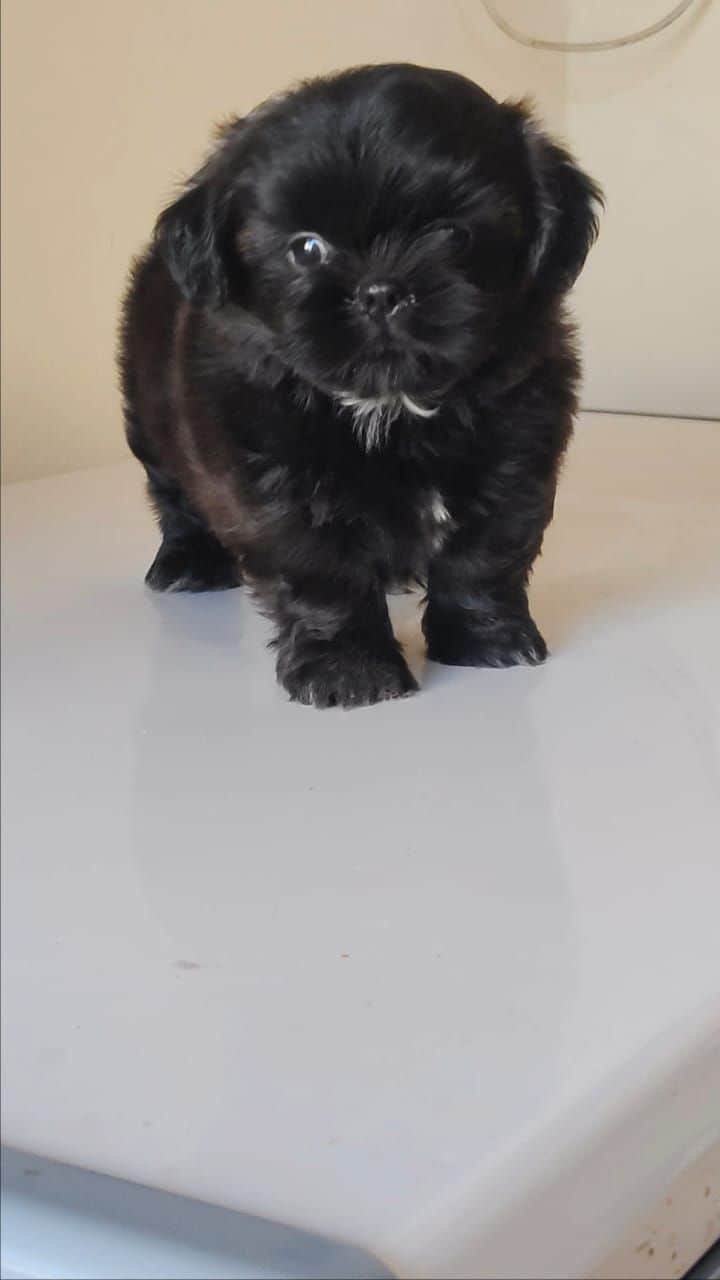 Fudge Shih-Tzu