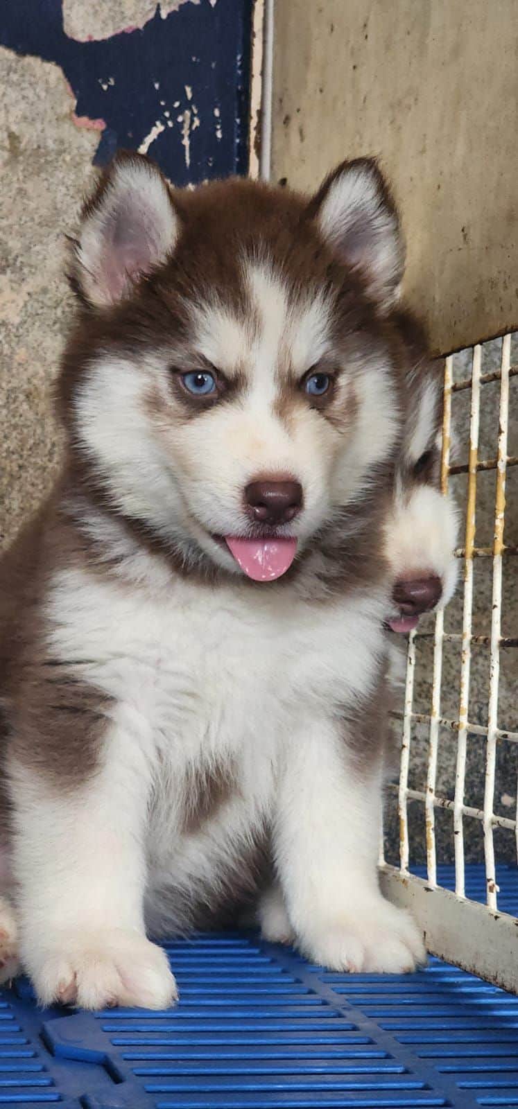 Midnight Siberian Husky