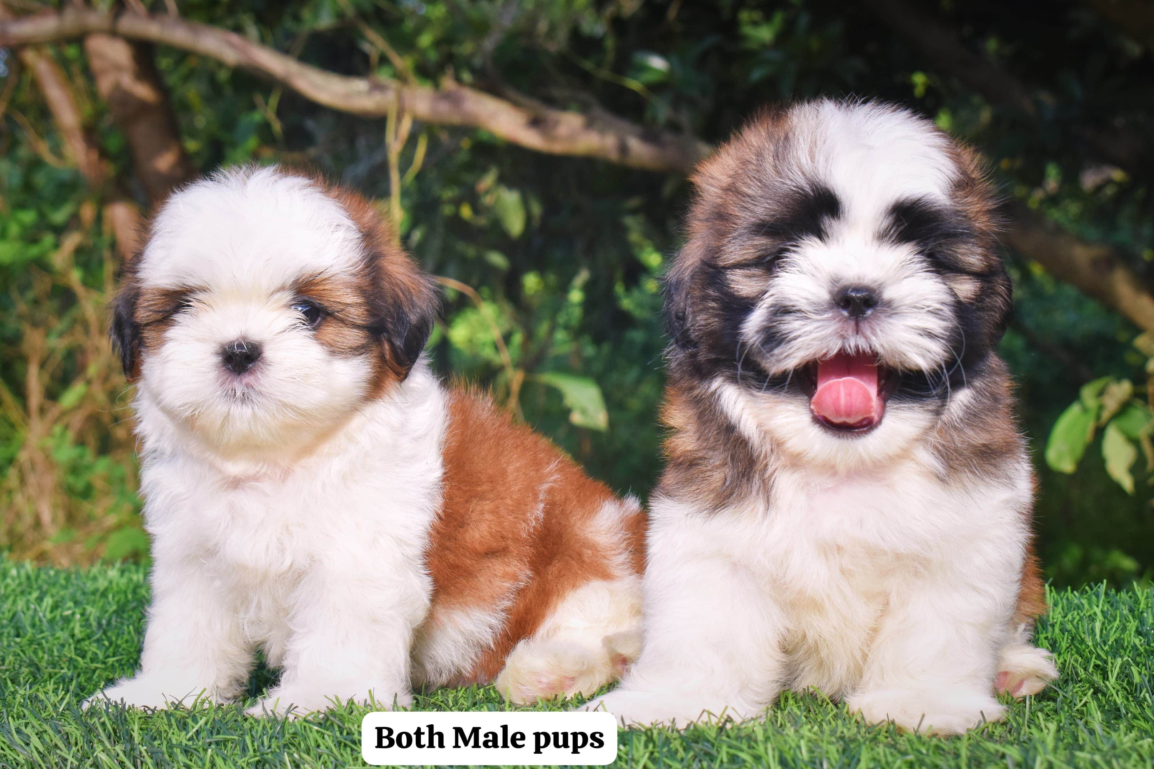 Pebbles Shih-Tzu