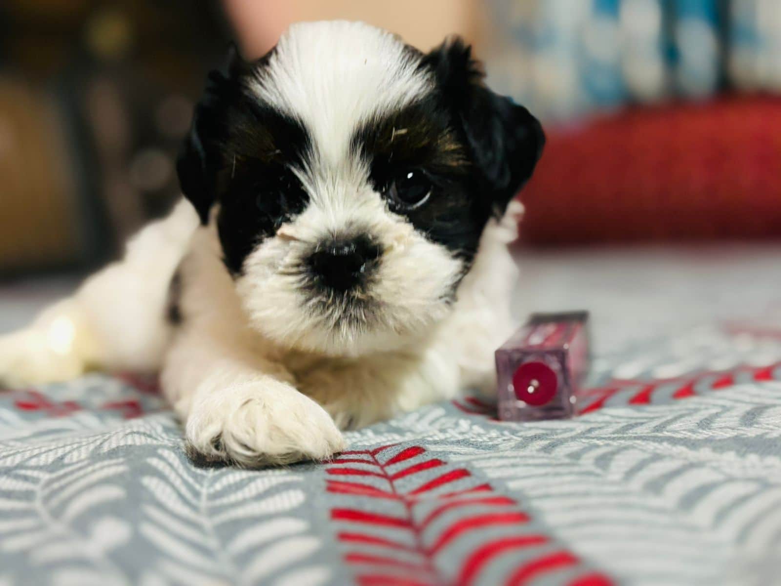 Apollo Shih-Tzu