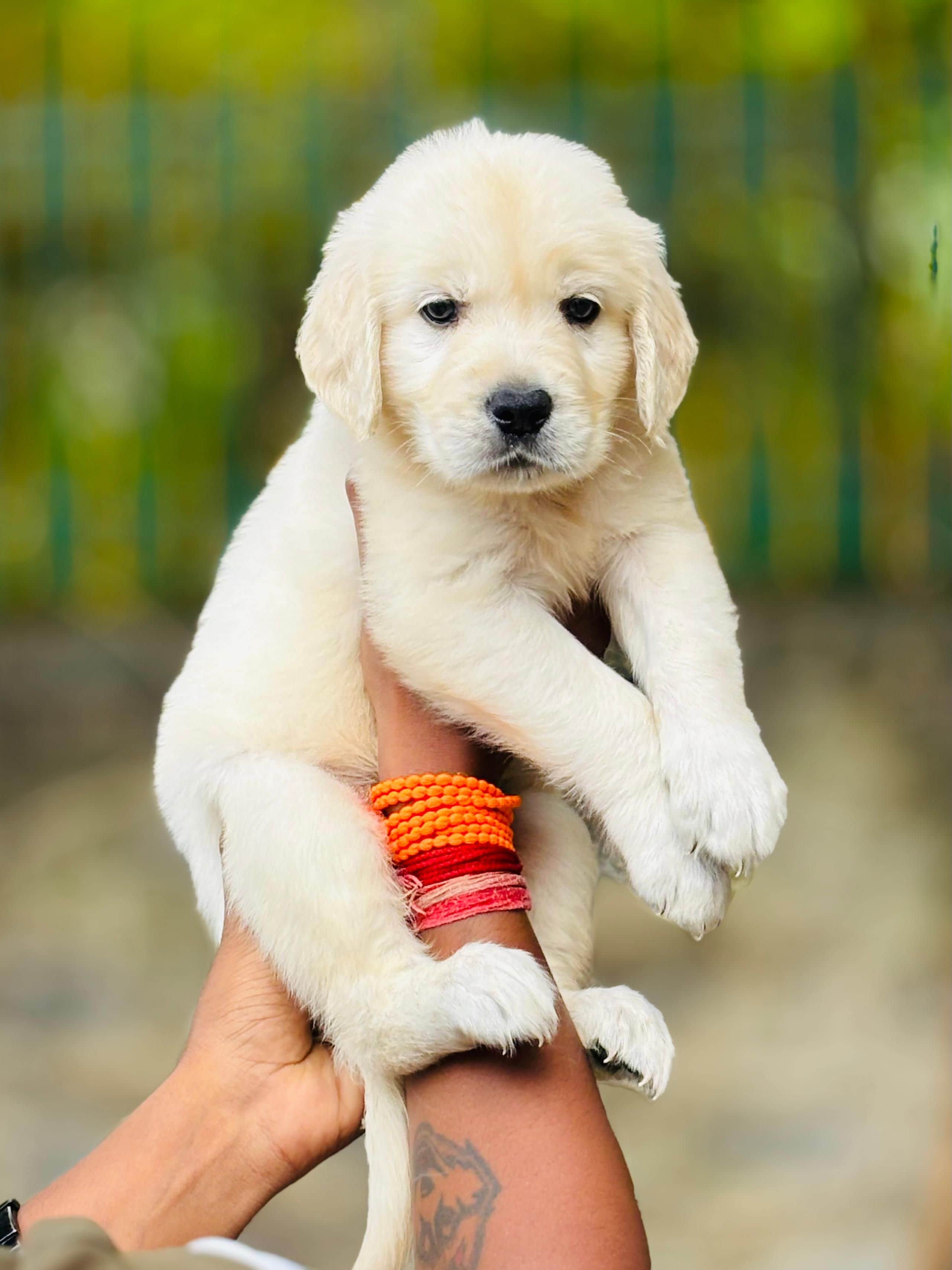 Poppy Golden Retriever