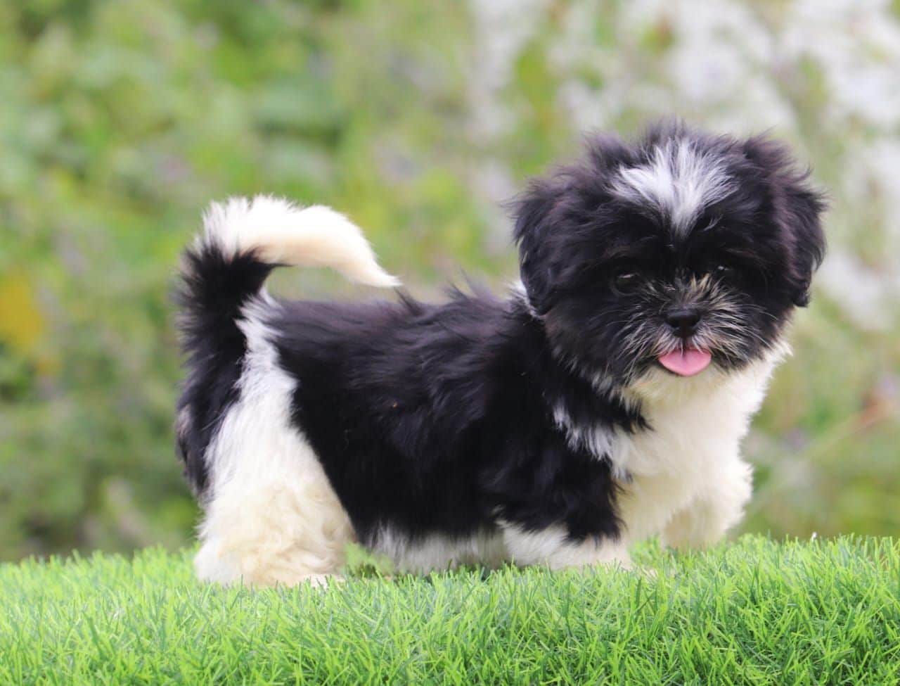 Jax Shih-Tzu