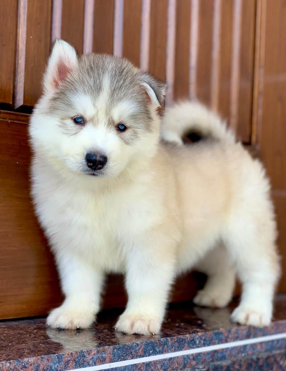 Hazel Siberian Husky