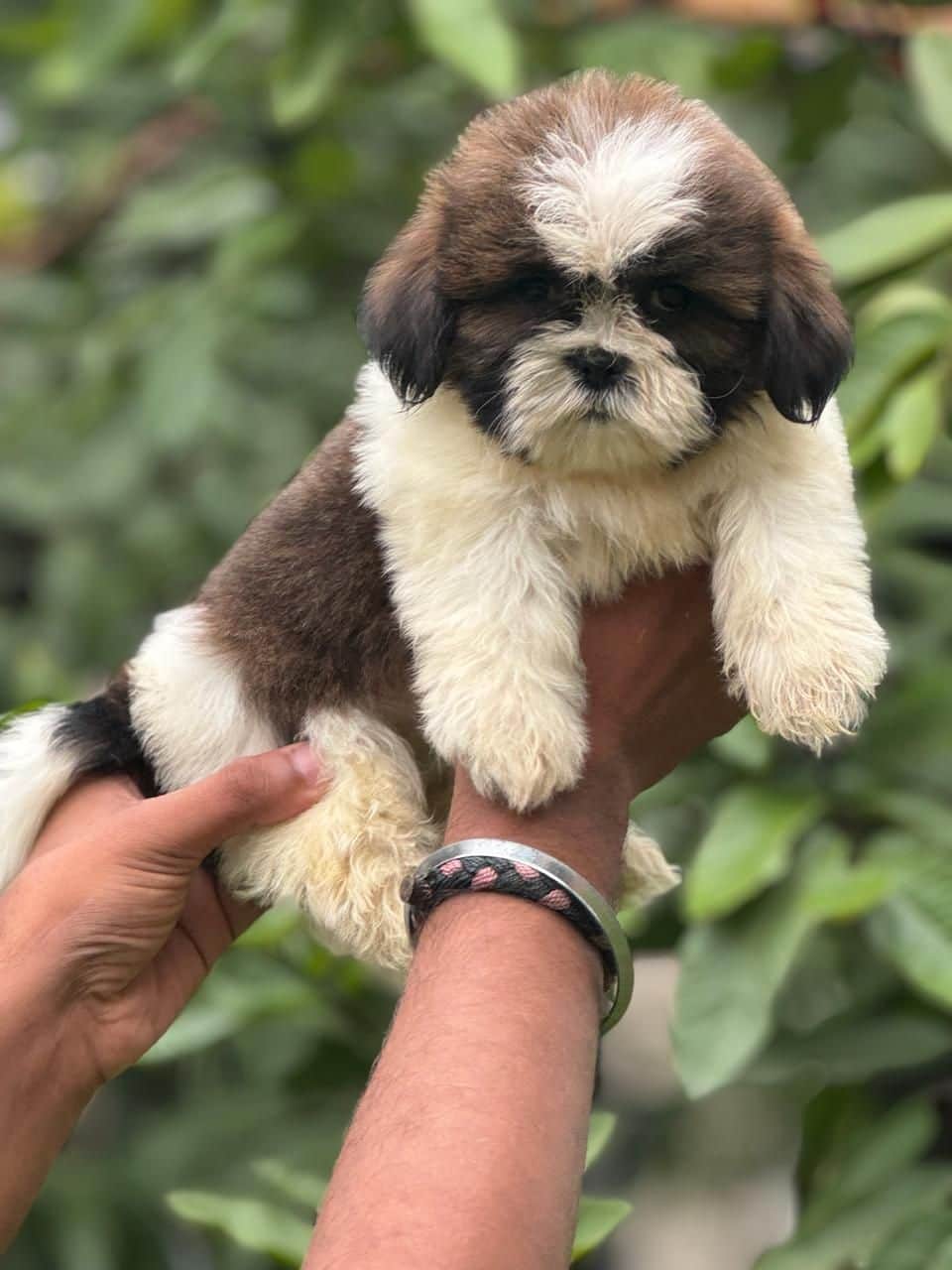 Midnight Shih-Tzu