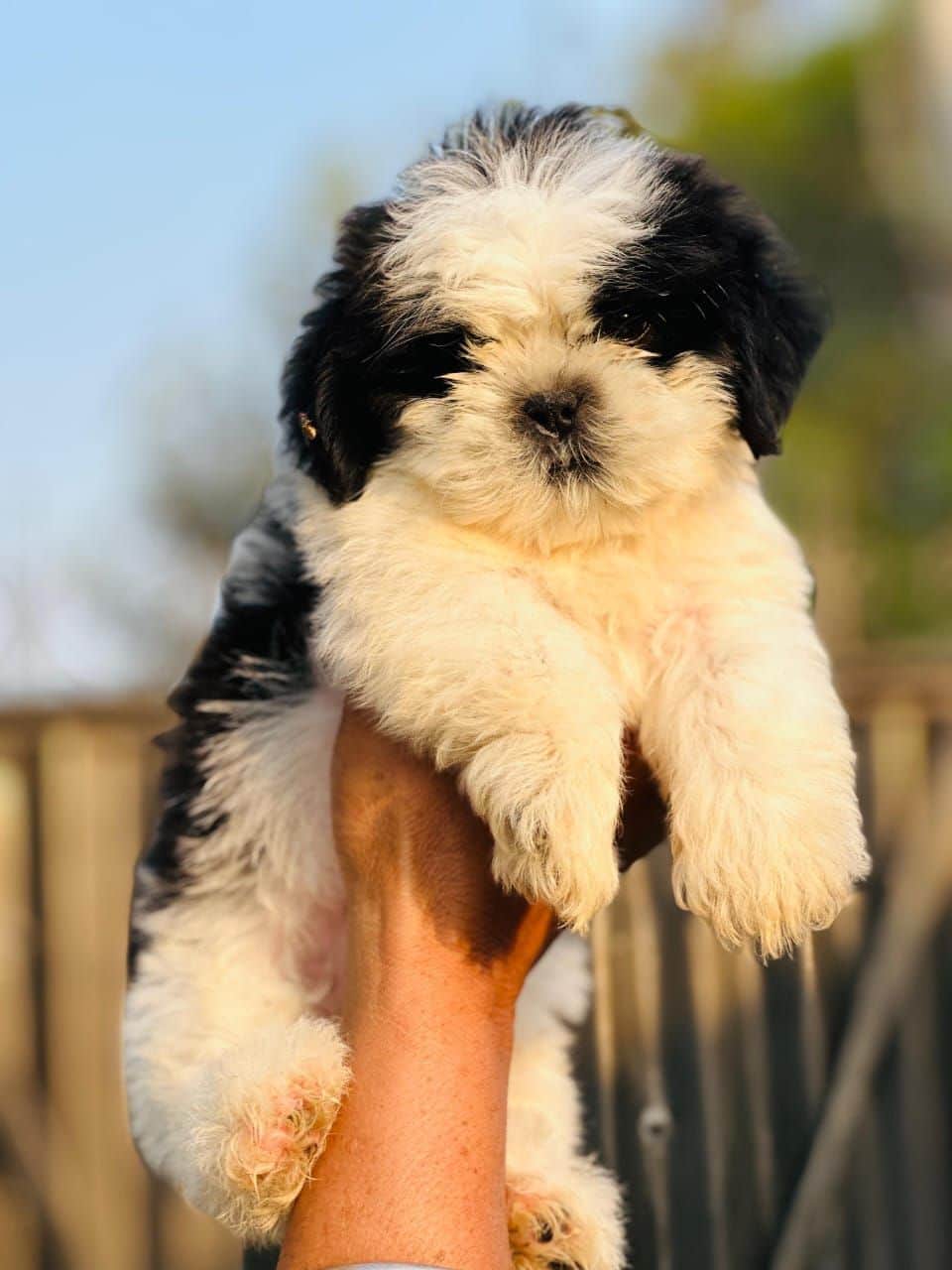 Finn Shih-Tzu