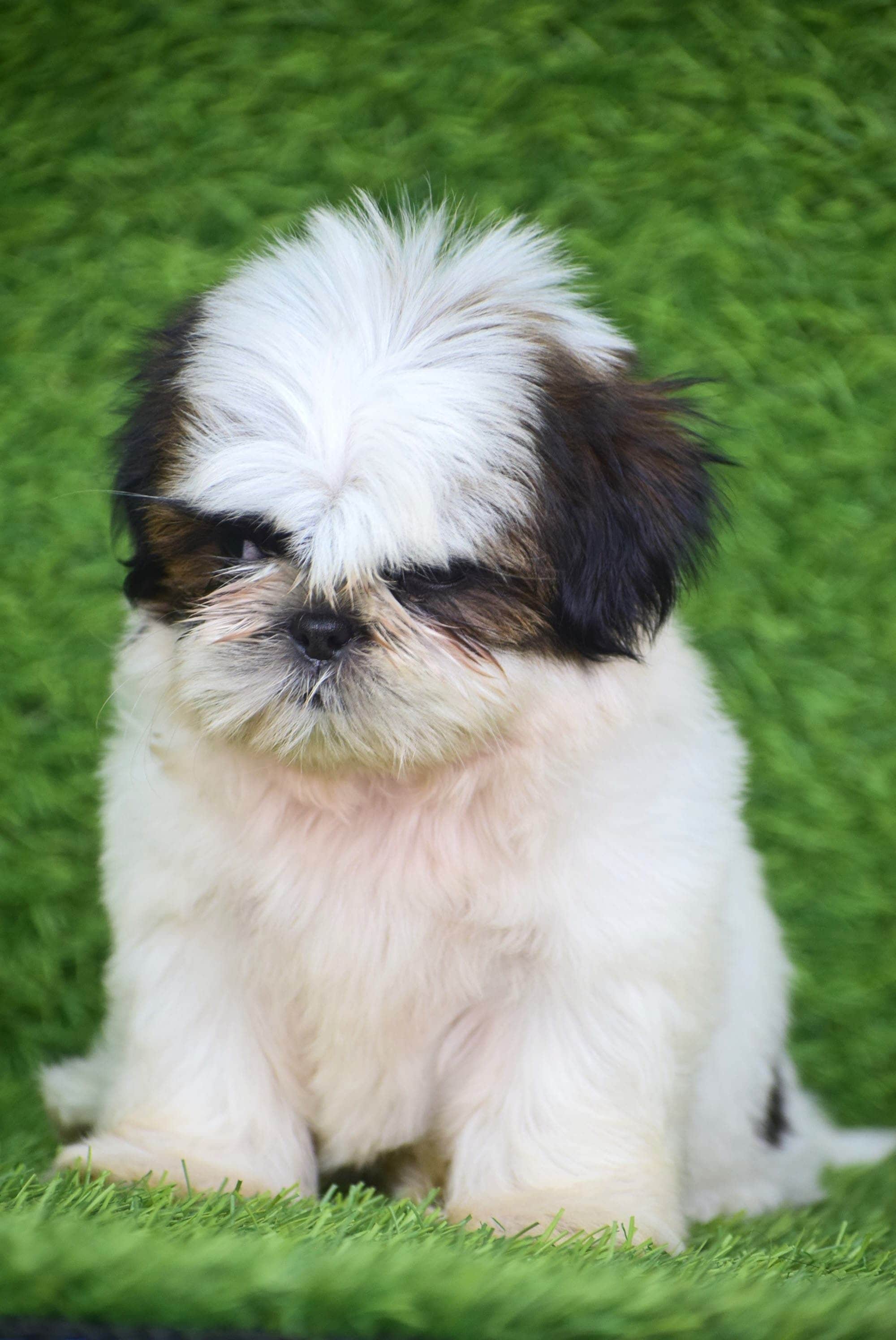 Teddy Shih-Tzu