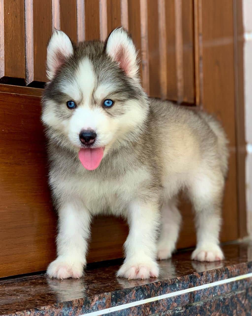 Toby Siberian Husky