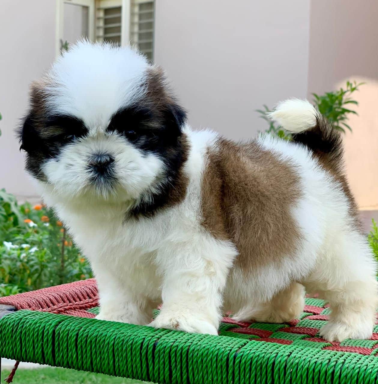 Muffin Shih-Tzu