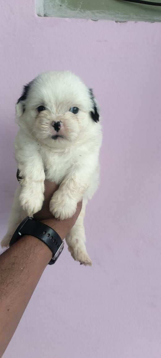 Sky Shih-Tzu