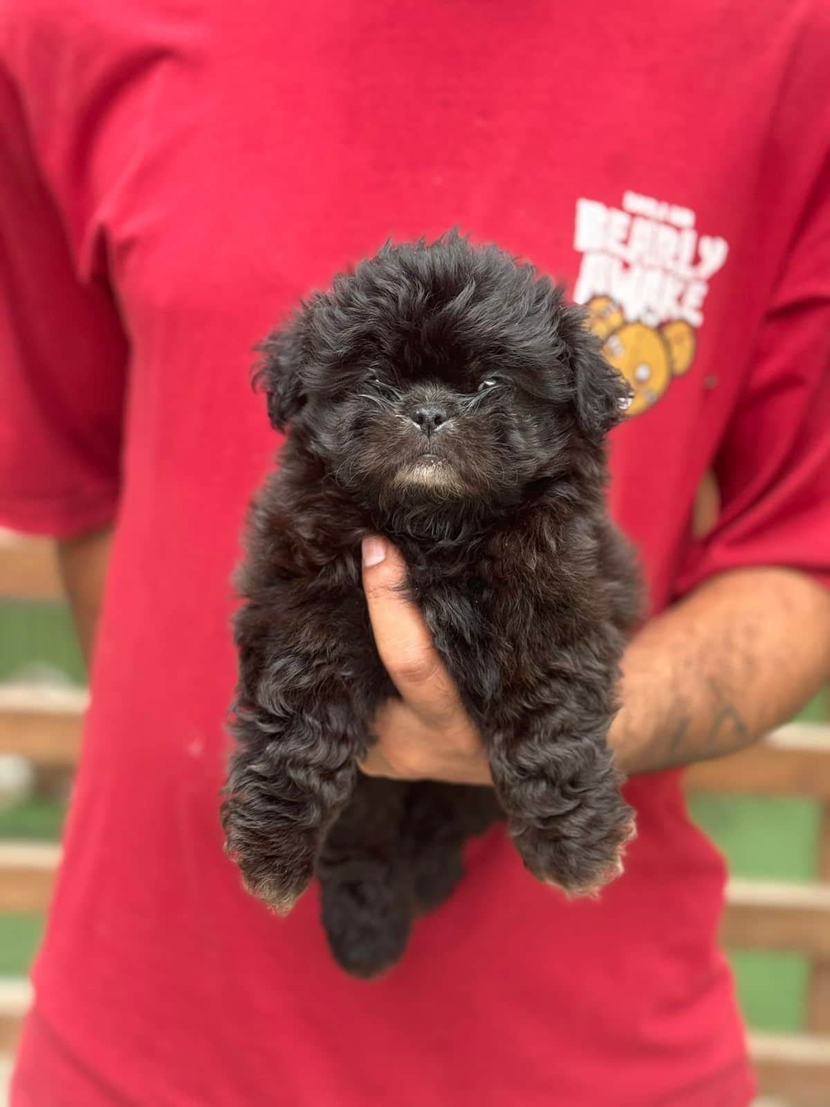 Cooper Shih-Tzu