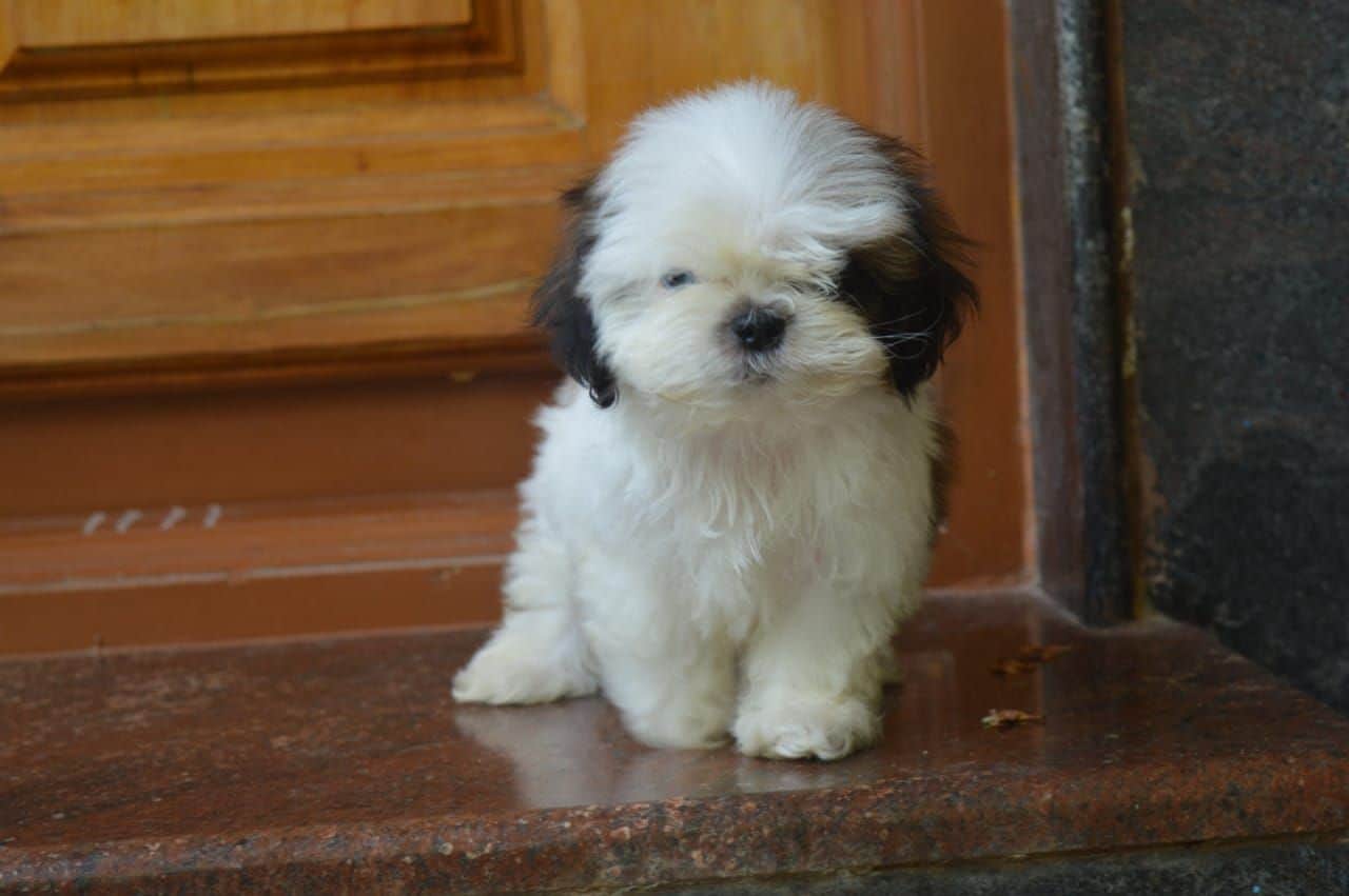 Pixie Shih-Tzu