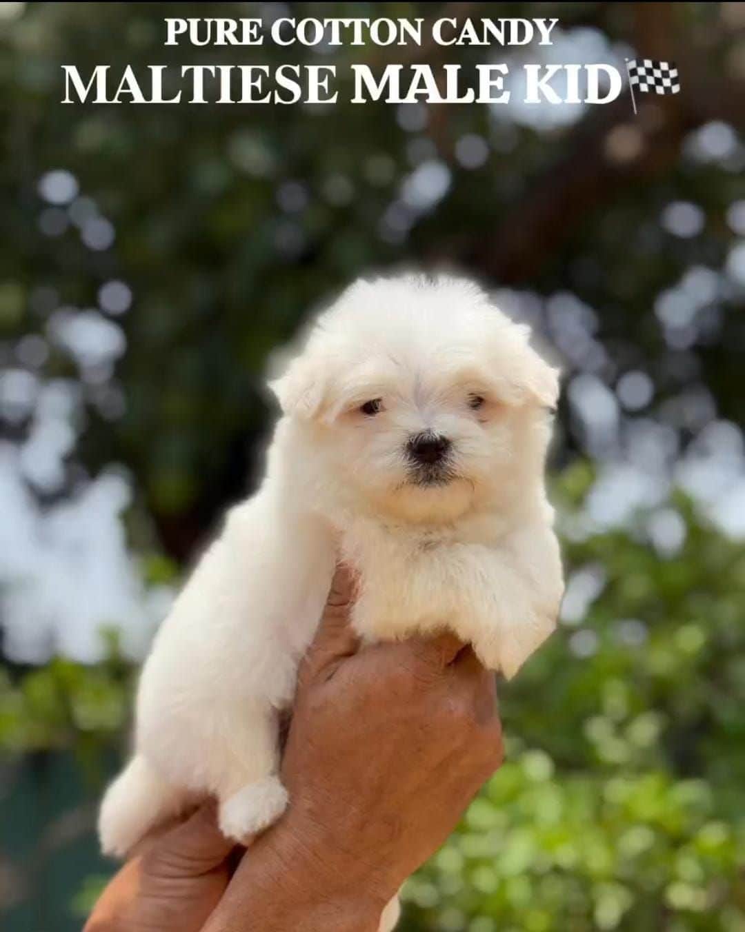 Nova Maltese