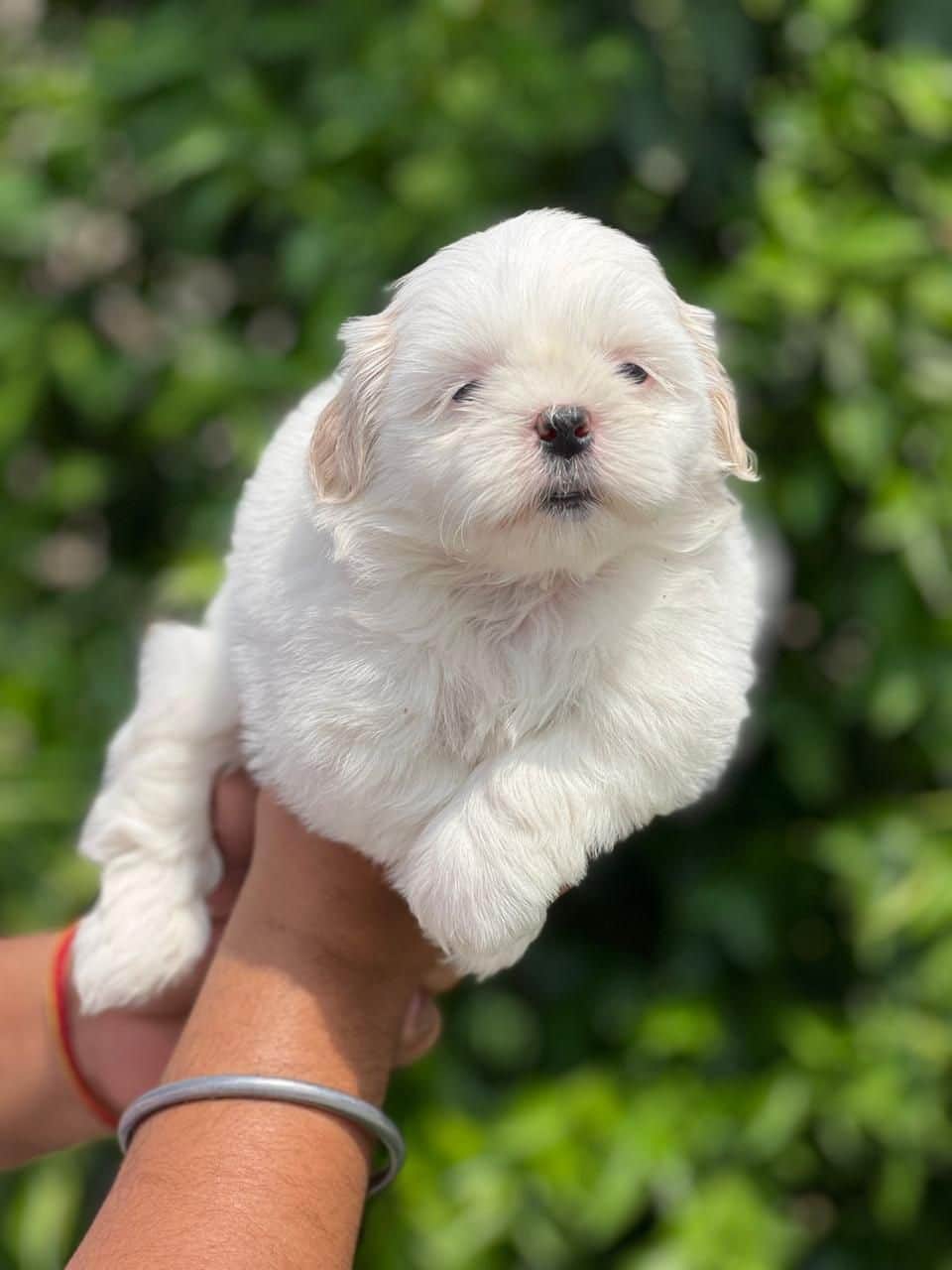 Pet