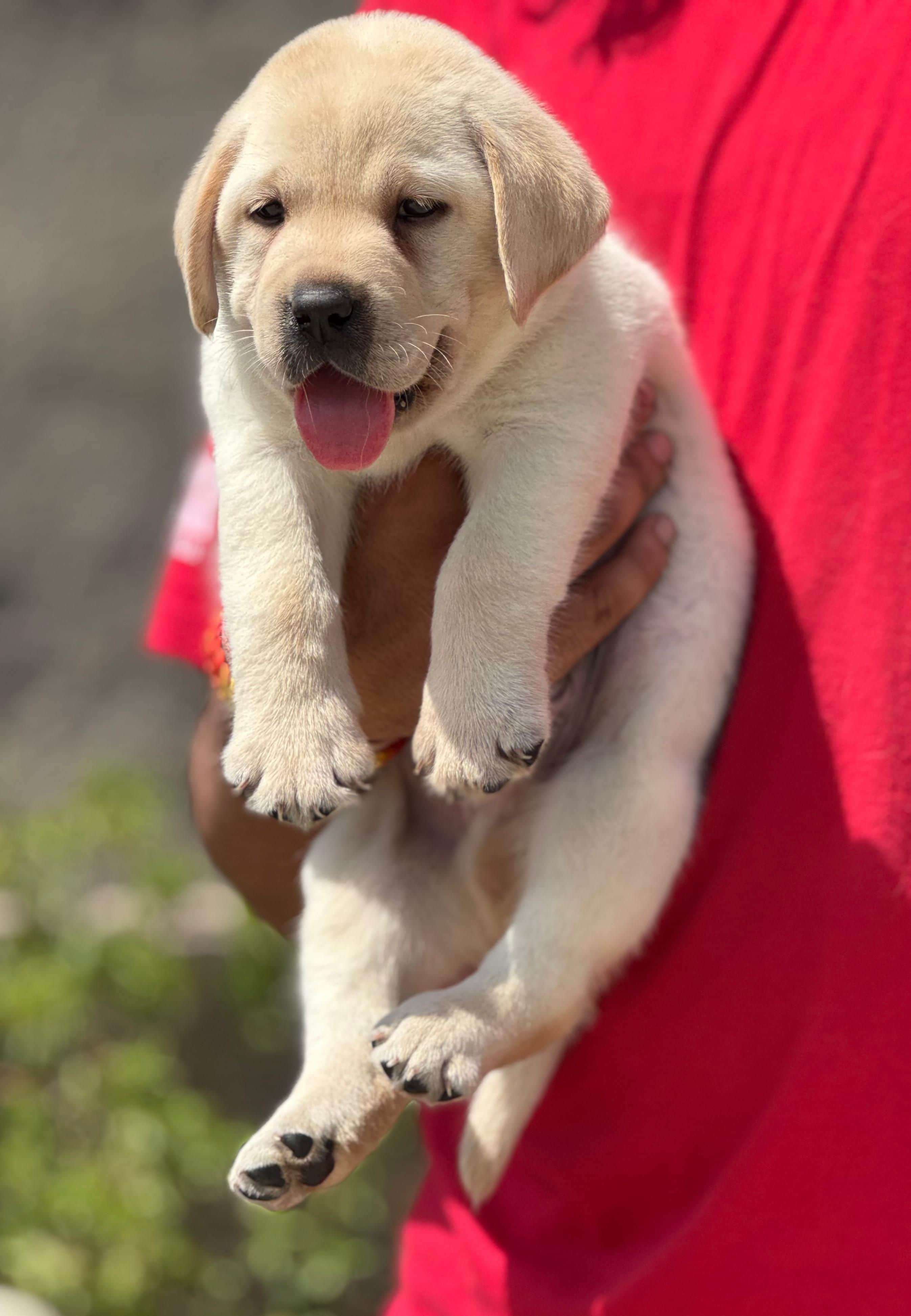 Pet