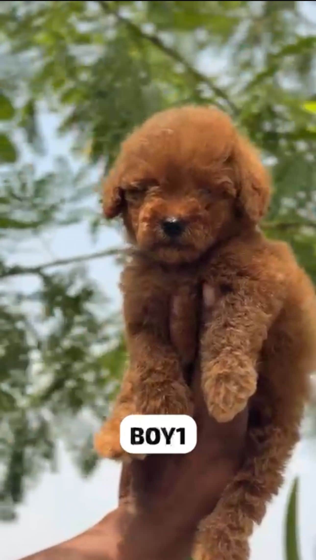 Teddy Poodle