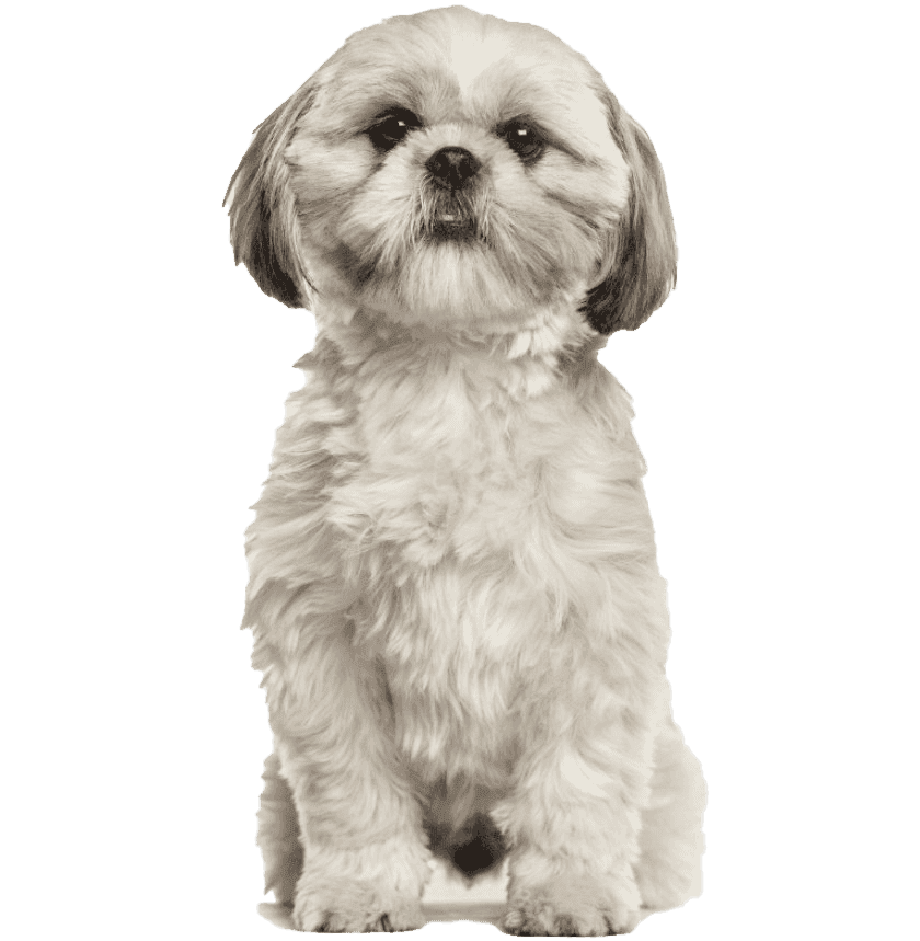 Shih-Tzu