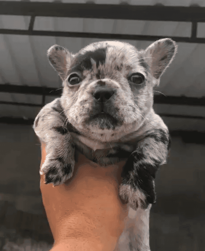 Pet