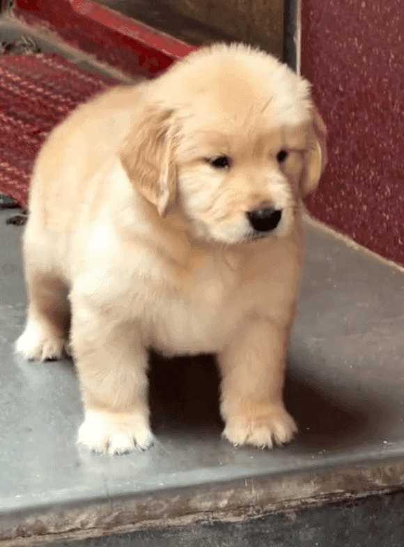Micki Golden Retriever