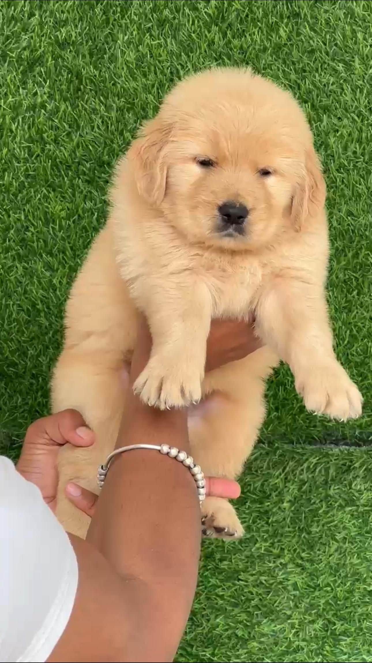 Scout Golden Retriever