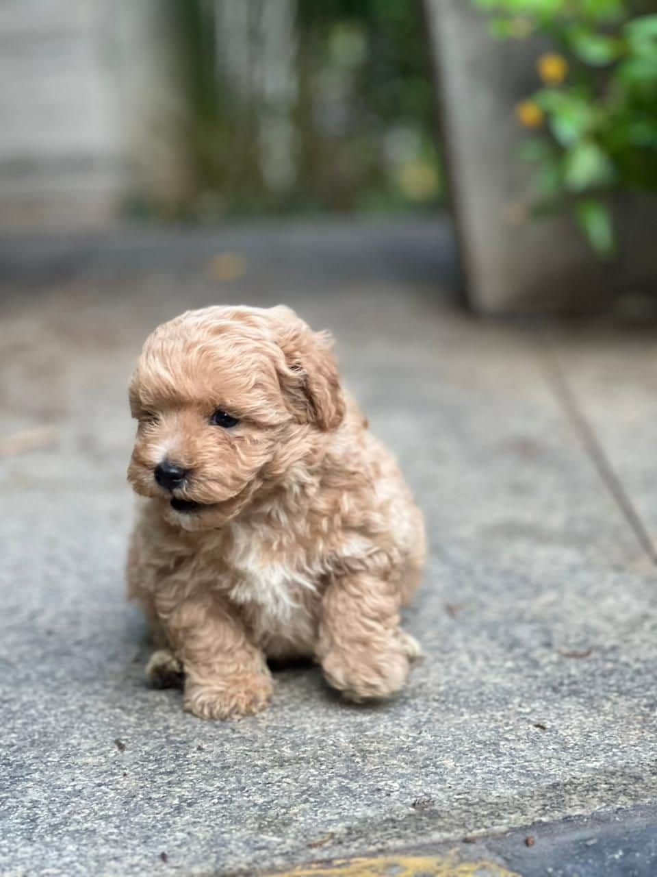 Frankie Maltipoo