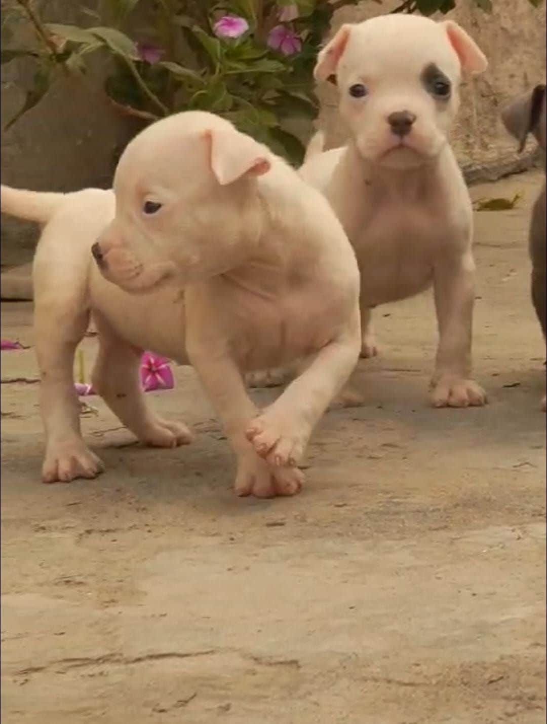 Sky American Pitbull