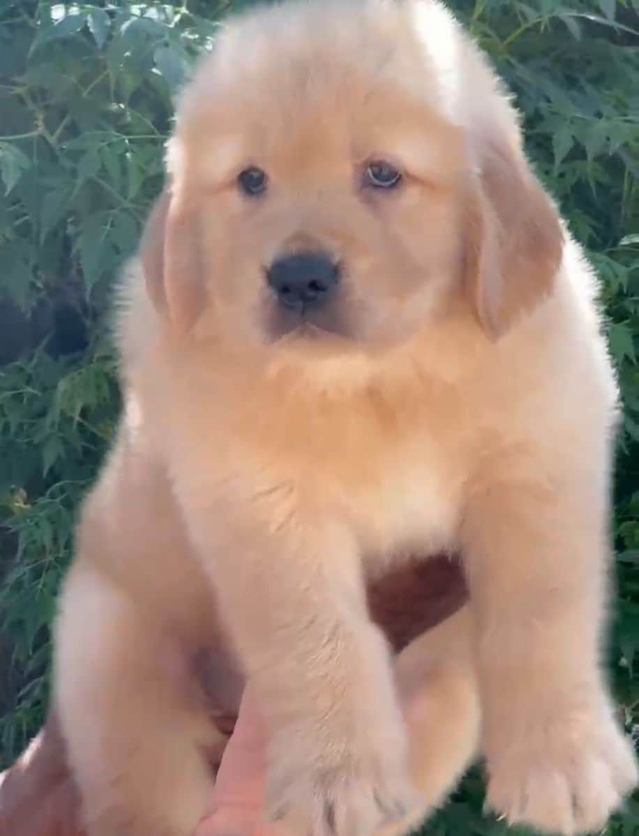 Pet