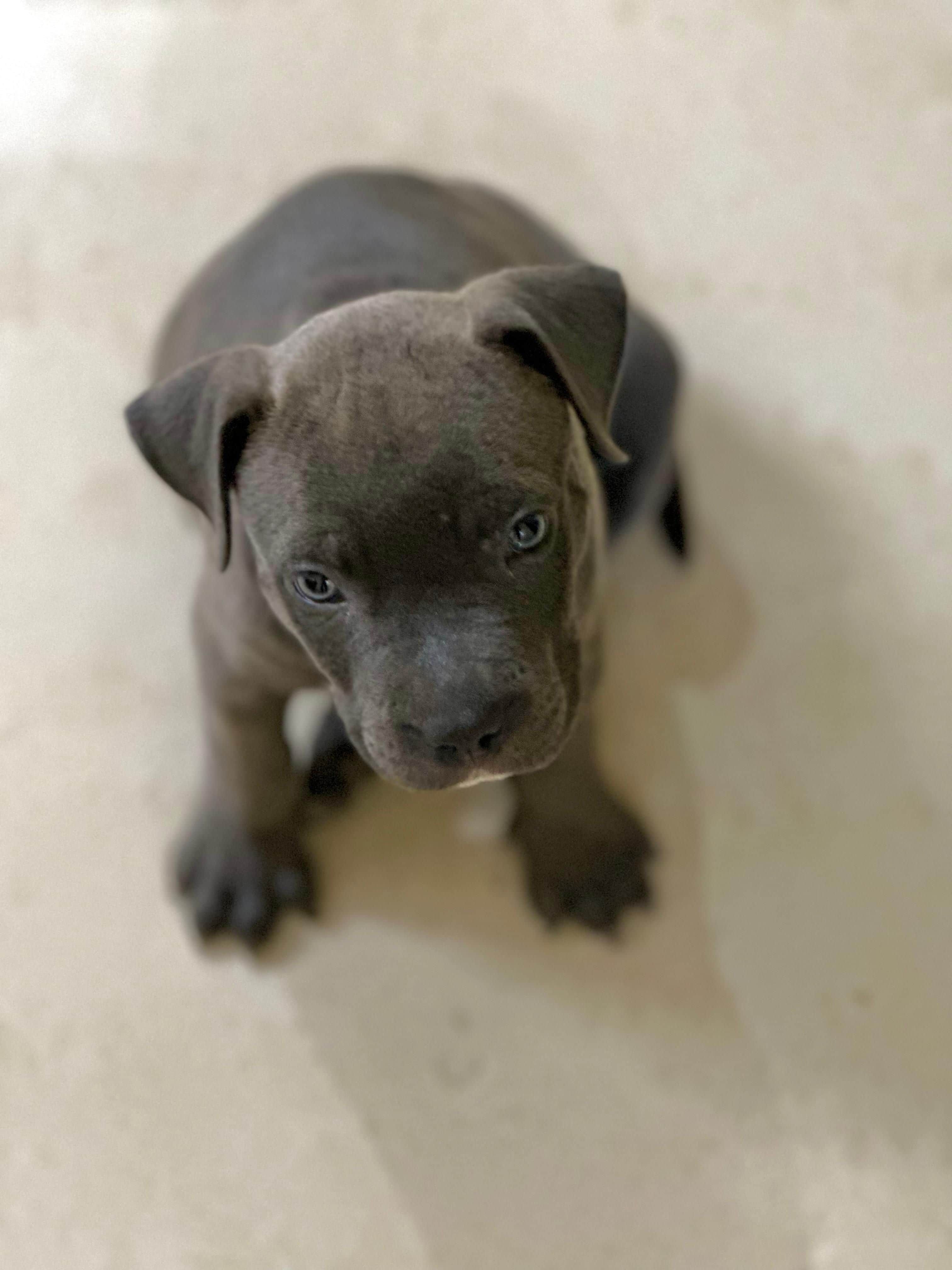 Pet