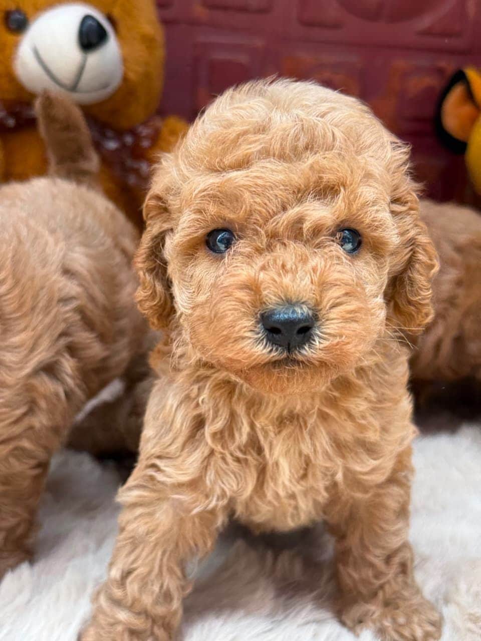 Benny Poodle