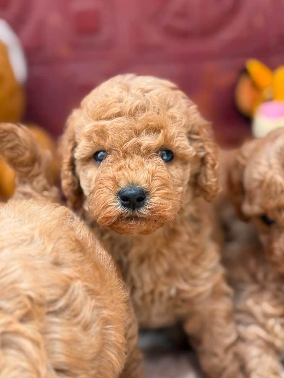 Vinci Poodle