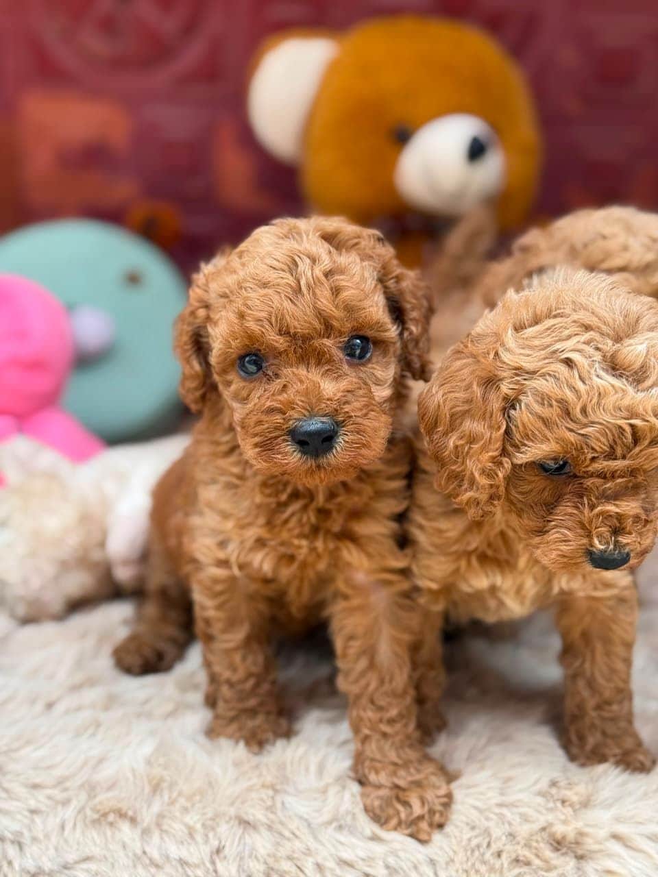 Ronnie Poodle
