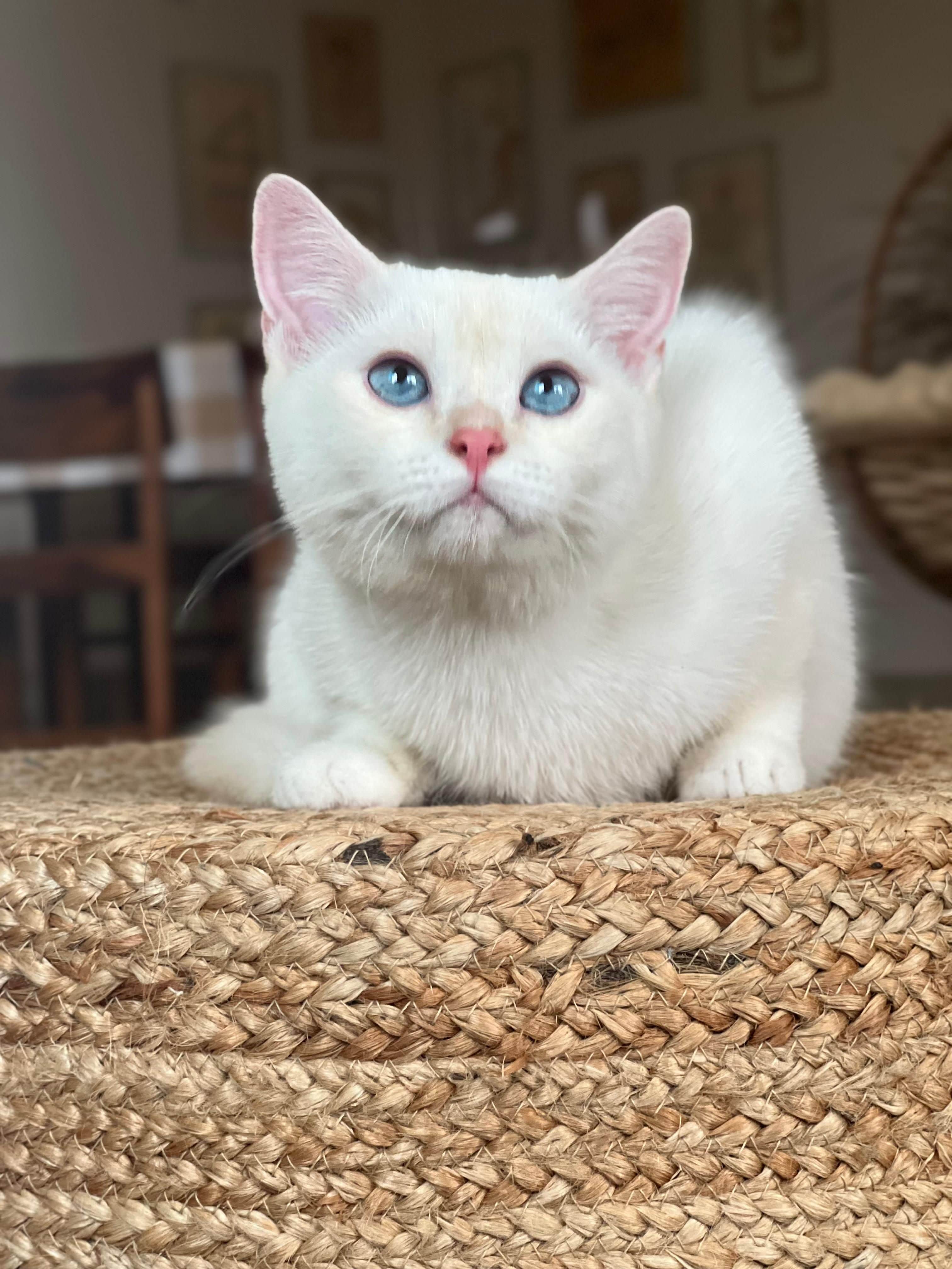 William British Shorthair
