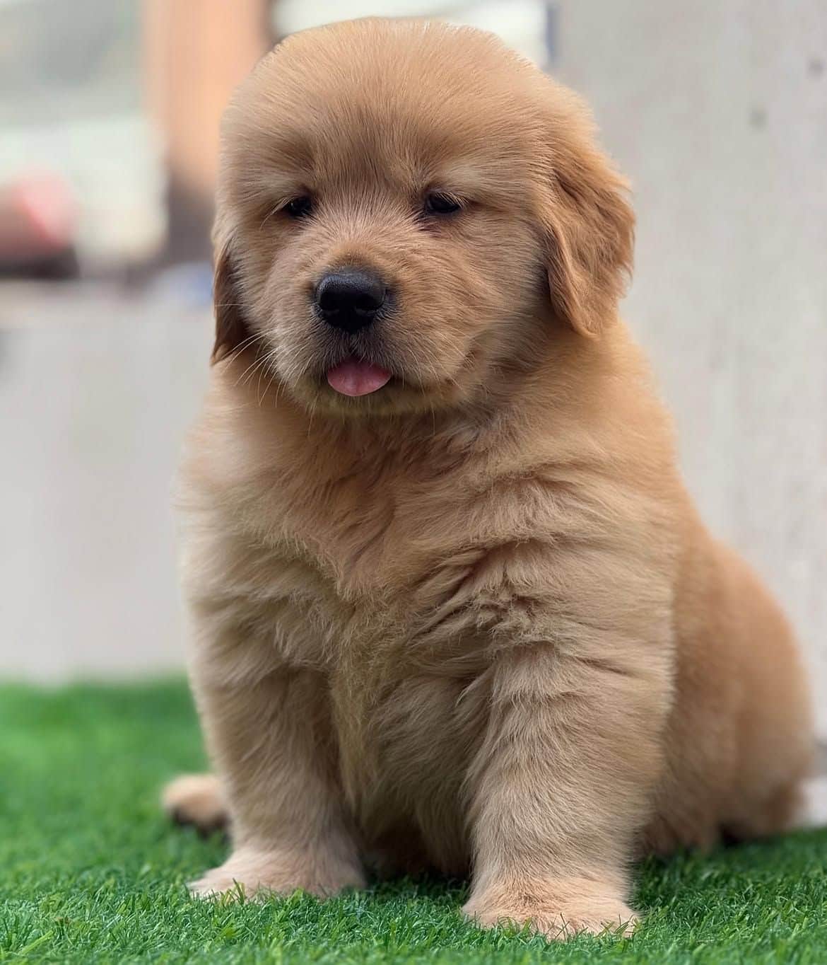 Bentley Golden Retriever