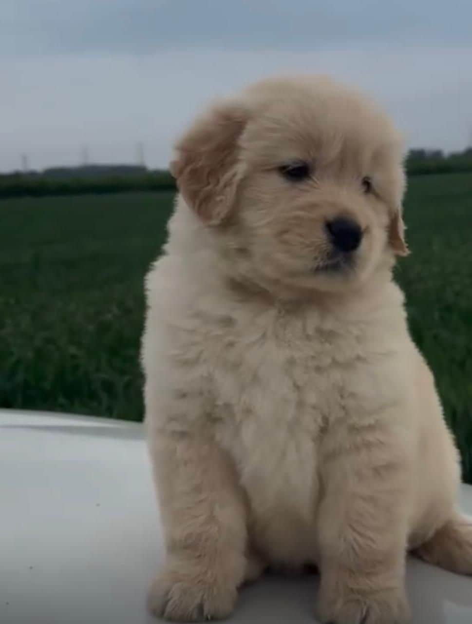 Yoda Golden Retriever