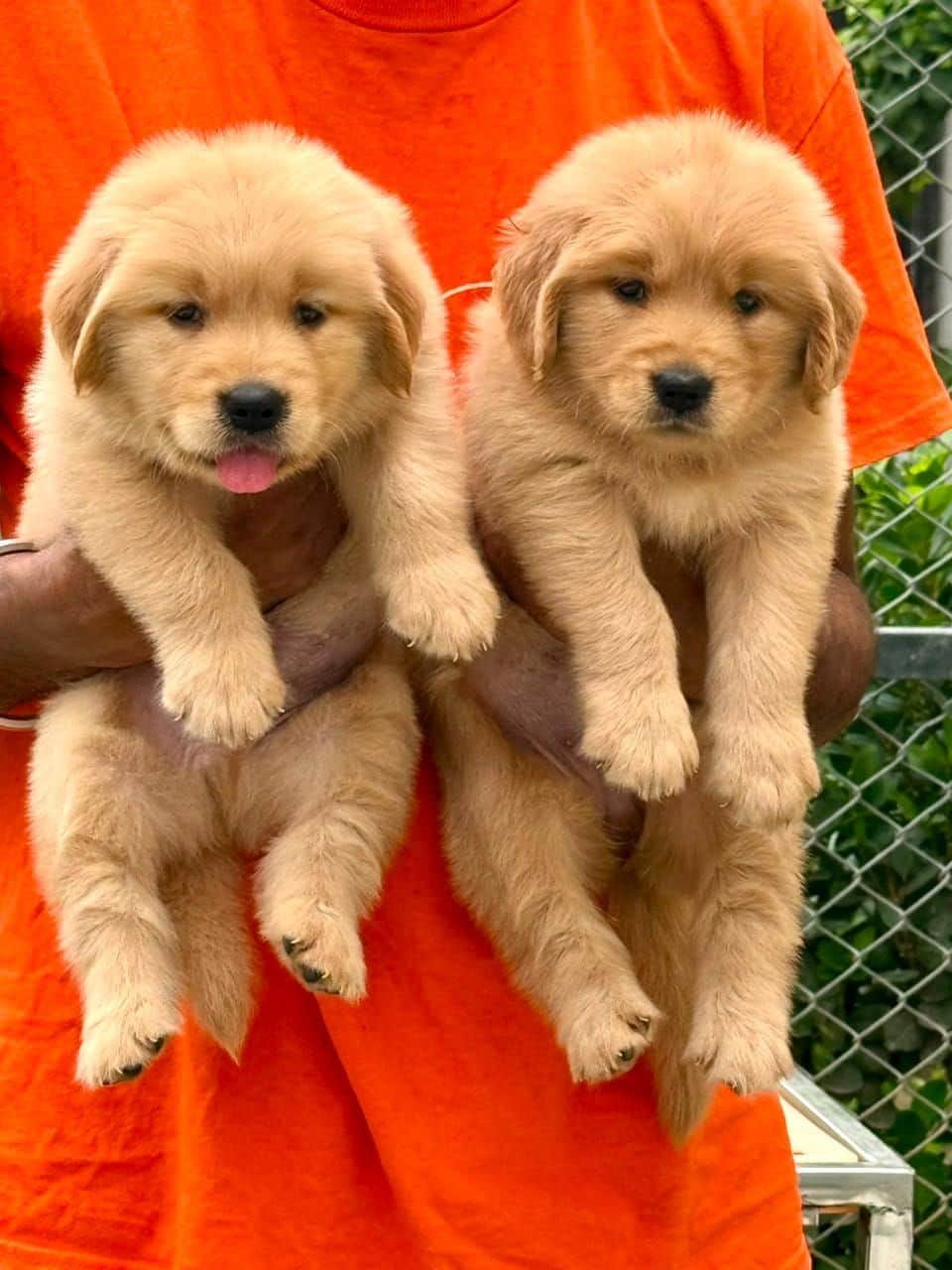 Winston Golden Retriever