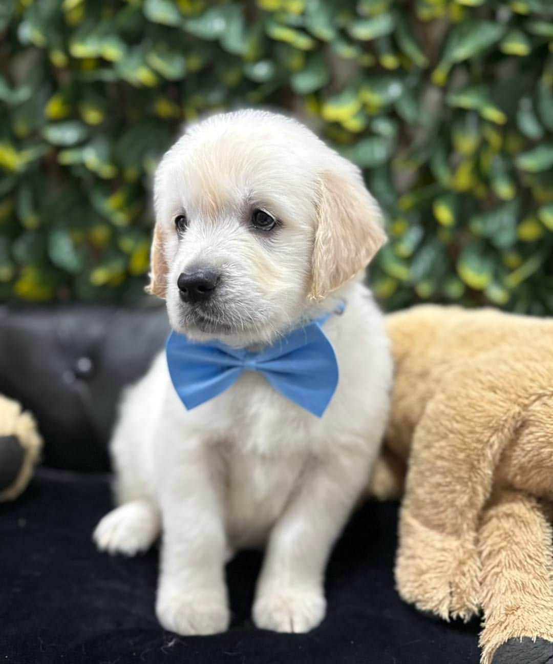 Tigu Golden Retriever
