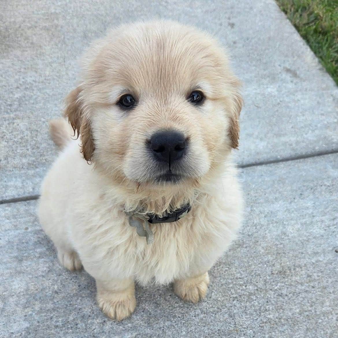 Rocco Golden Retriever