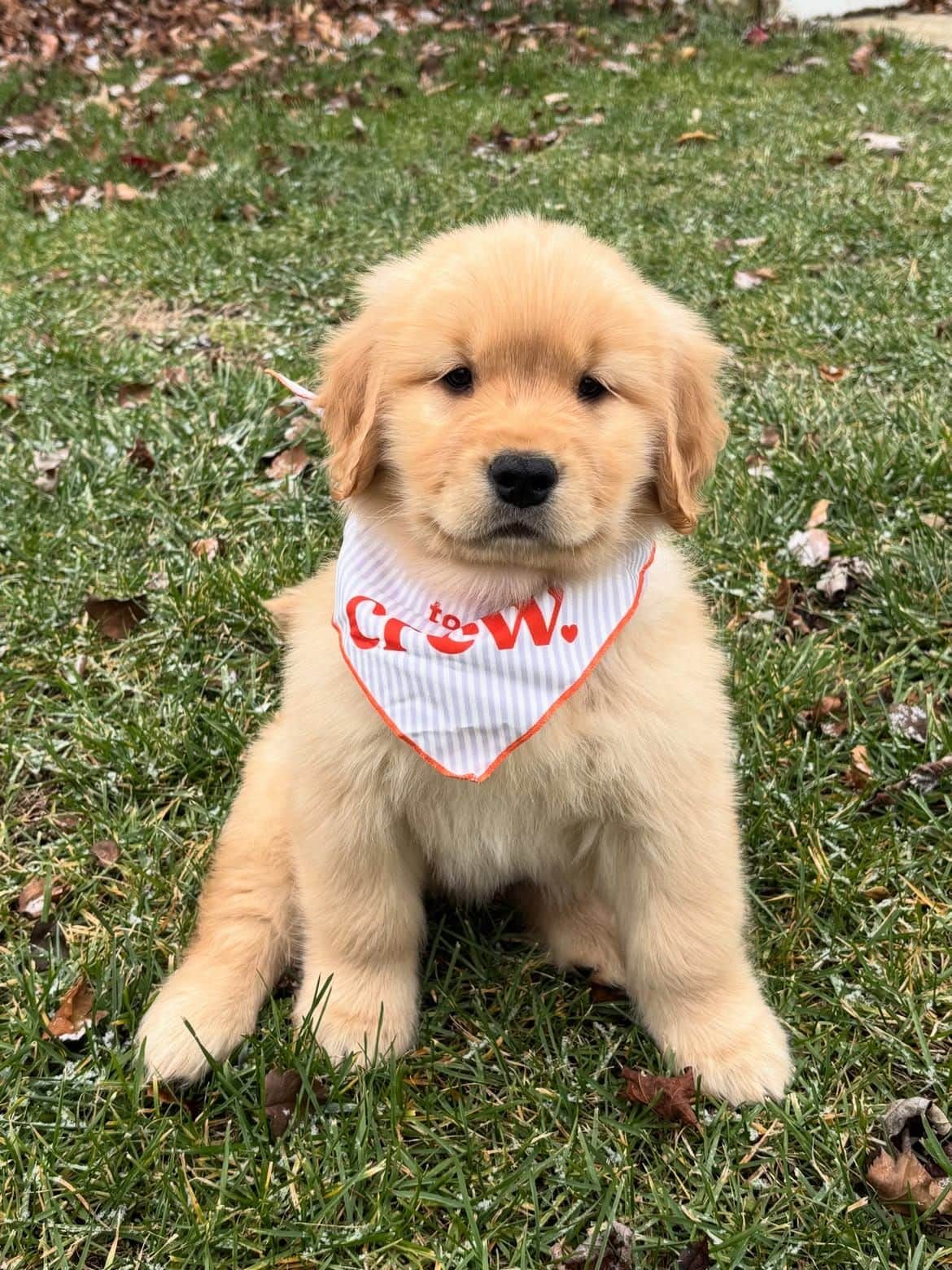 Blue Golden Retriever