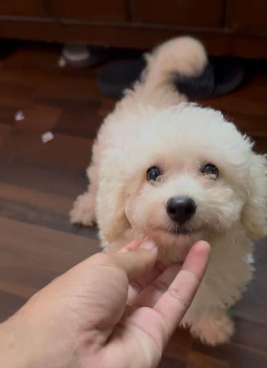 Mozart Poodle