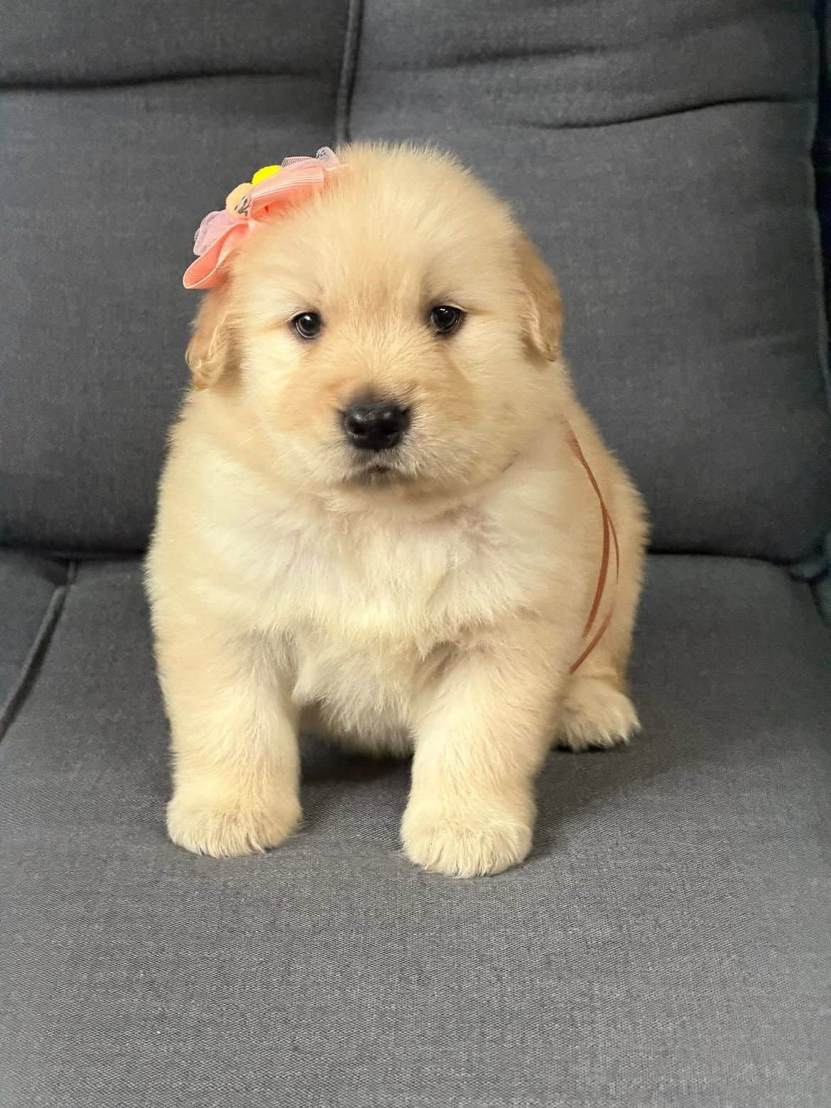 Bella Golden Retriever