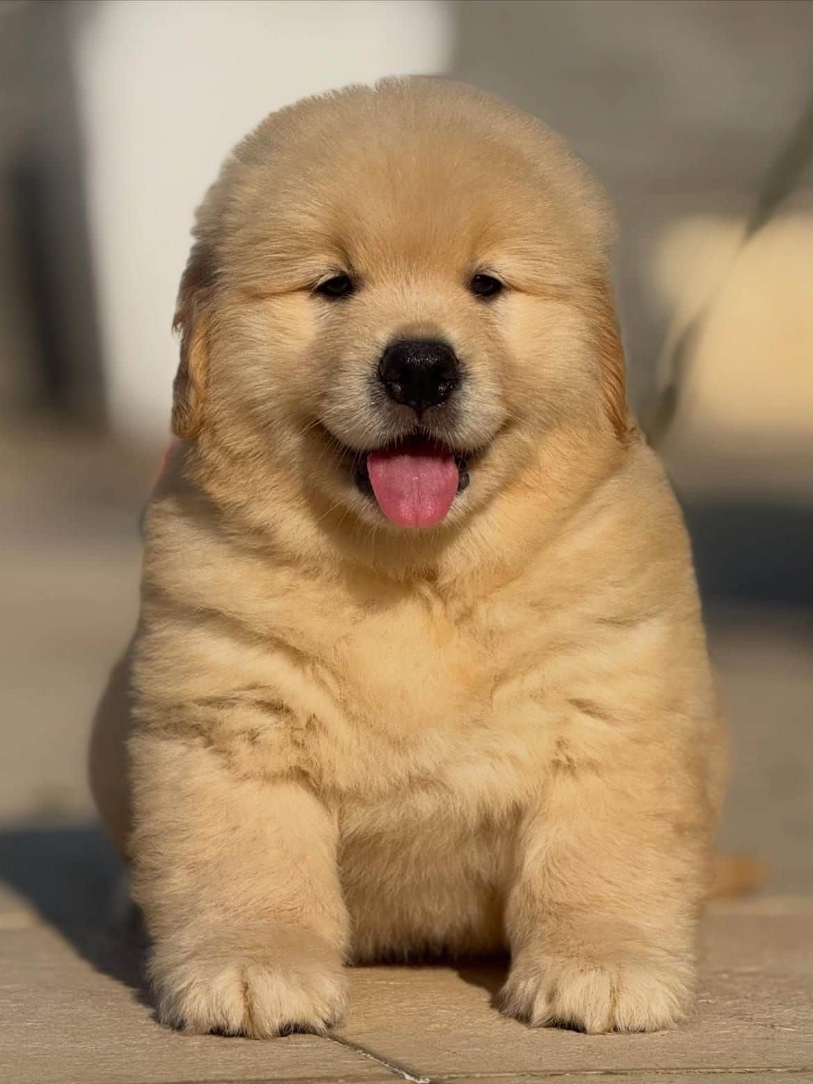 Dino Golden Retriever
