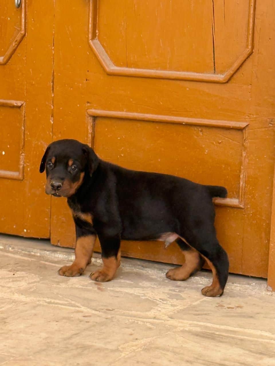 Pet