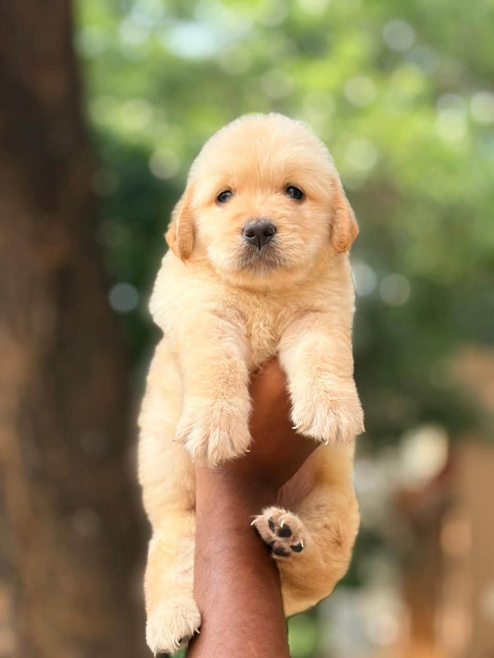 Winnie Golden Retriever