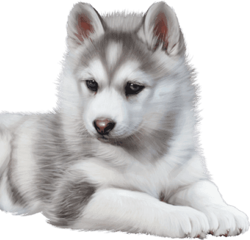 Siberian Husky