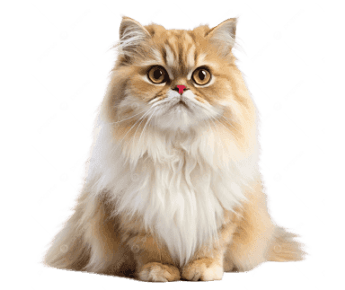 Persian