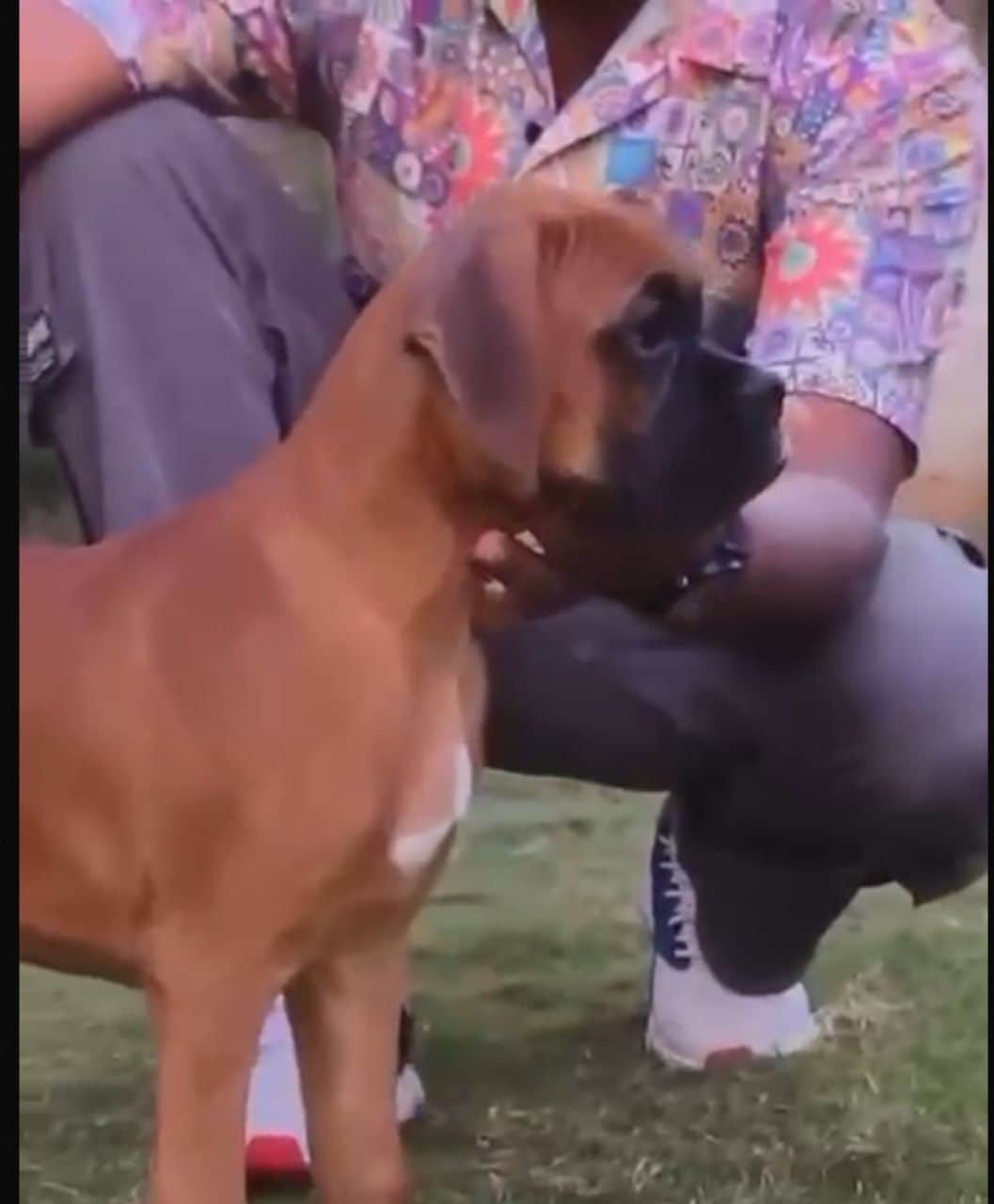 Pet