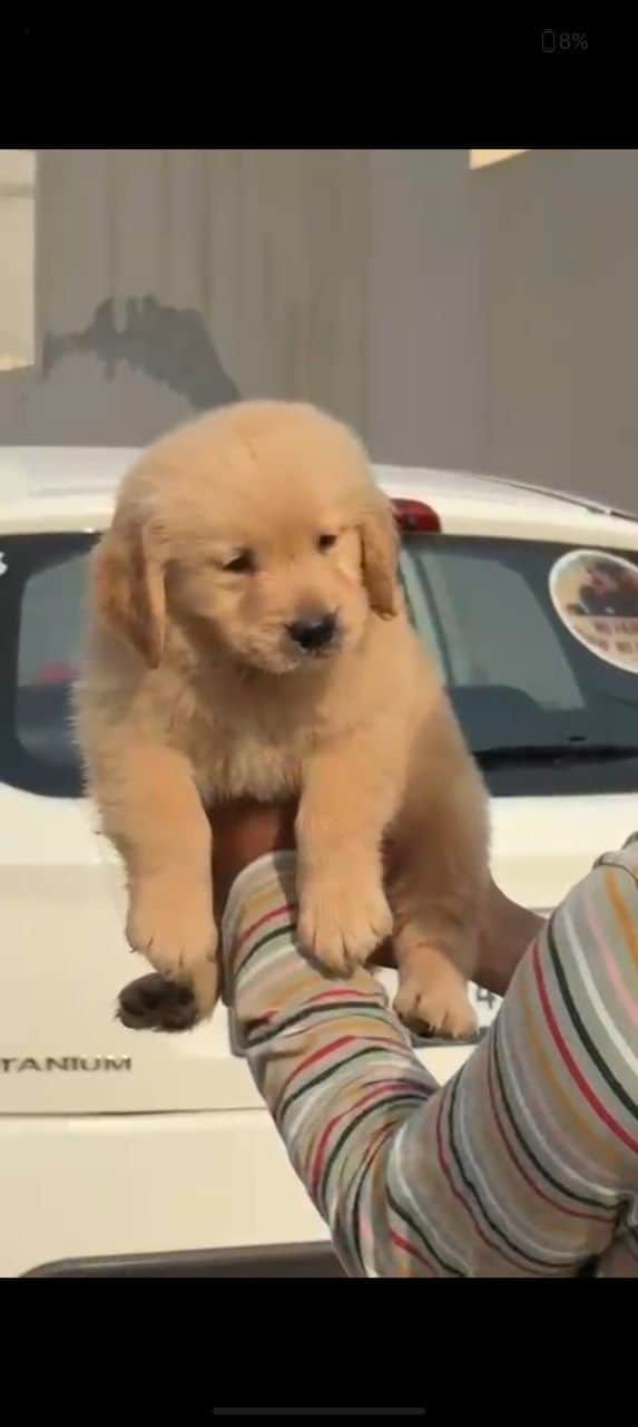 Pet