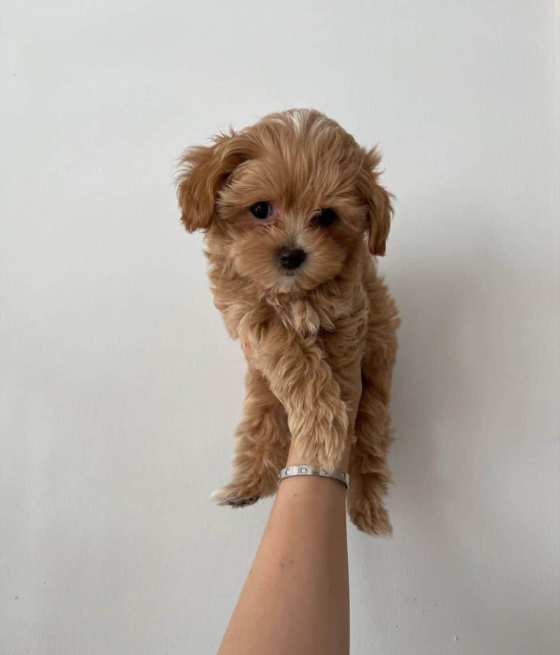 Onyx Maltipoo