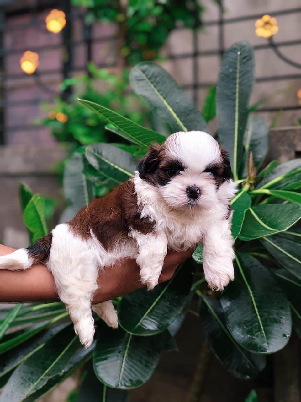 Pet